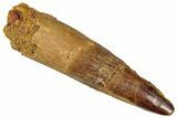 Fossil Spinosaurus Tooth - Real Dinosaur Tooth #298368-1